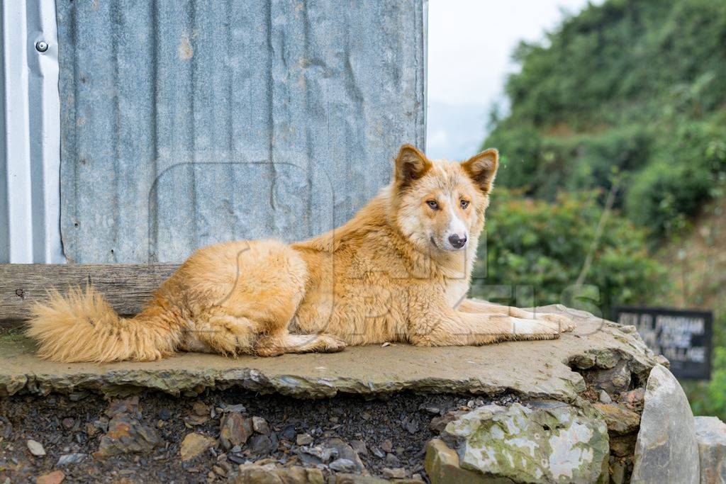 Fluffy orange Indian street or stray dog in the rural mountains of Nagaland in the Northeast of India