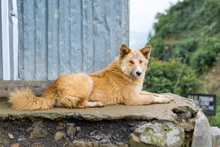 Fluffy orange Indian street or stray dog in the rural mountains of Nagaland in the Northeast of India