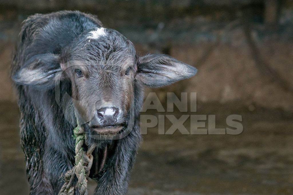 Farmed buffalo calf tied up in an urban dairy in Maharashtra