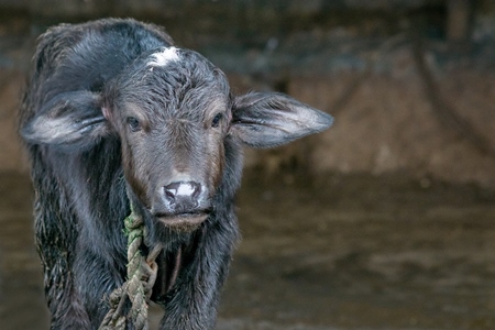 Farmed buffalo calf tied up in an urban dairy in Maharashtra