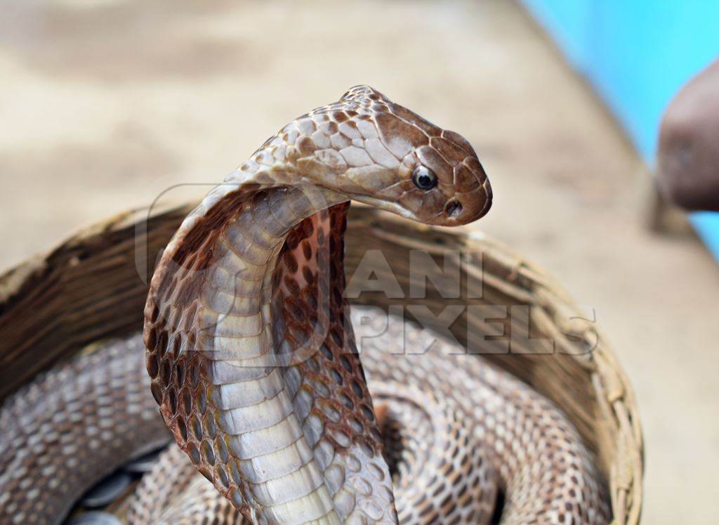 Close up of cobra emerging from a basket used for begging by a snake charmer