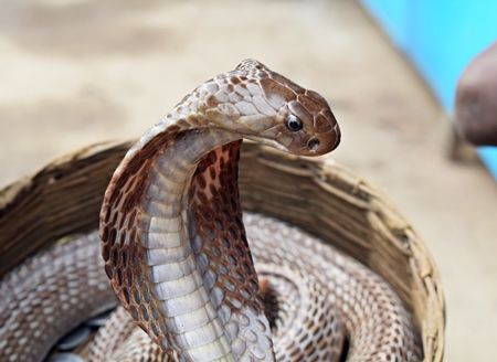 Close up of cobra emerging from a basket used for begging by a snake charmer
