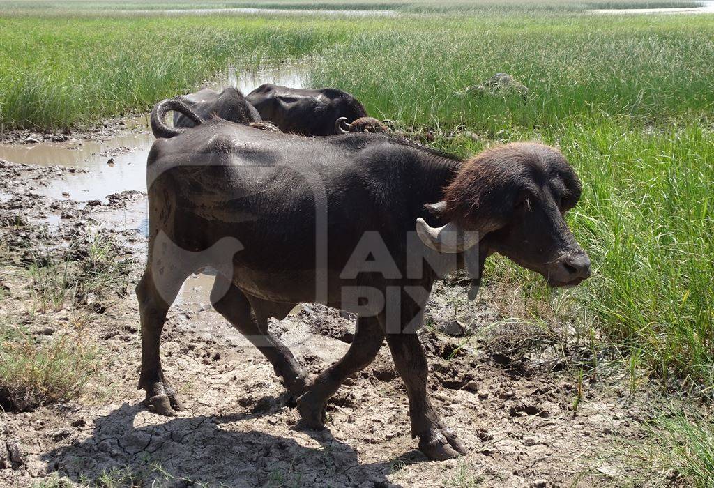 Buffaloes in a field in Gujurat