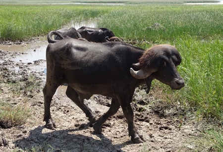 Buffaloes in a field in Gujurat