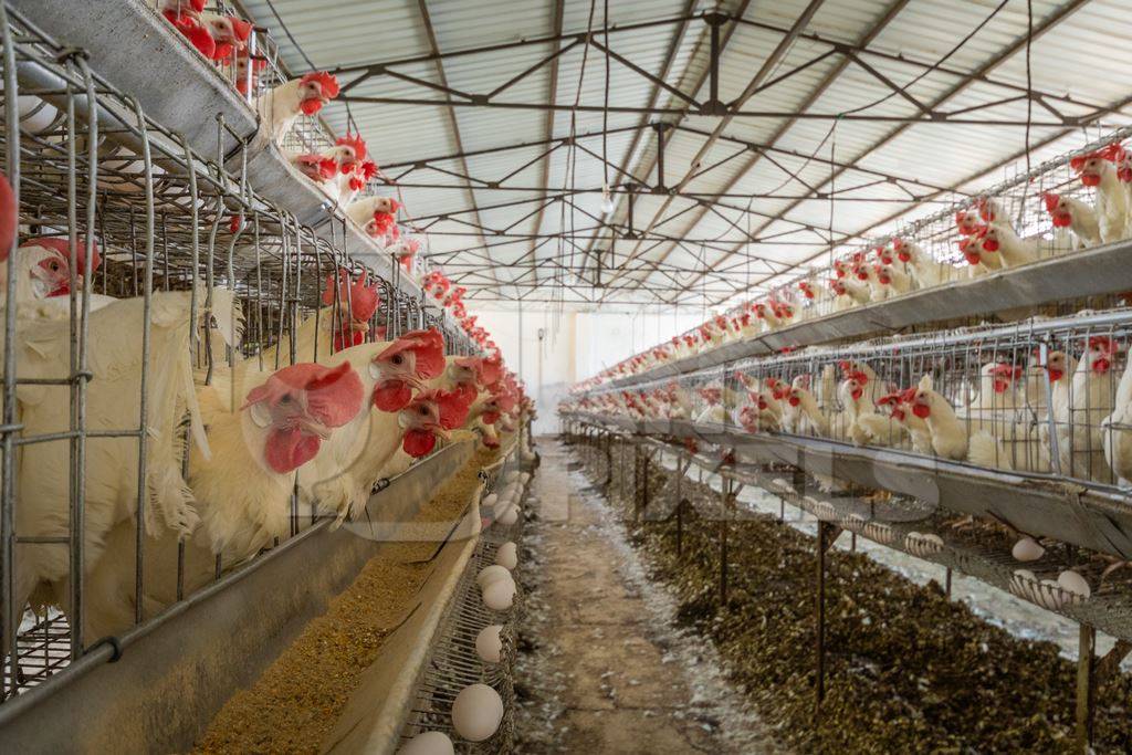 Hundreds of layer hens or chickens in rows of battery cages on a poultry layer farm or egg farm in rural Maharashtra, India, 2021