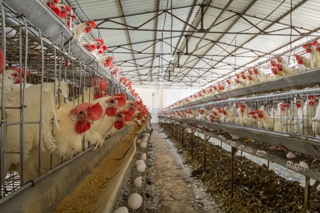 Hundreds of layer hens or chickens in rows of battery cages on a poultry layer farm or egg farm in rural Maharashtra, India, 2021