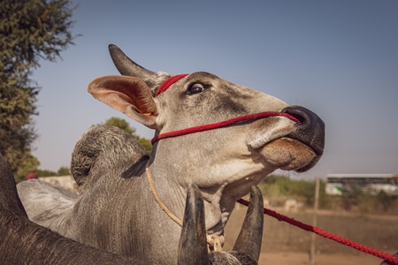 Indian bullocks, bulls or cows at Nagaur Cattle Fair, Nagaur, Rajasthan, India, 2022