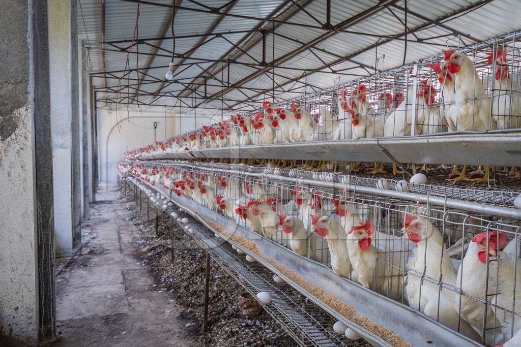 Many layer hens or chickens in rows of battery cages on a poultry layer farm or egg farm in rural Maharashtra, India, 2021