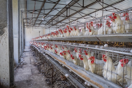 Many layer hens or chickens in rows of battery cages on a poultry layer farm or egg farm in rural Maharashtra, India, 2021
