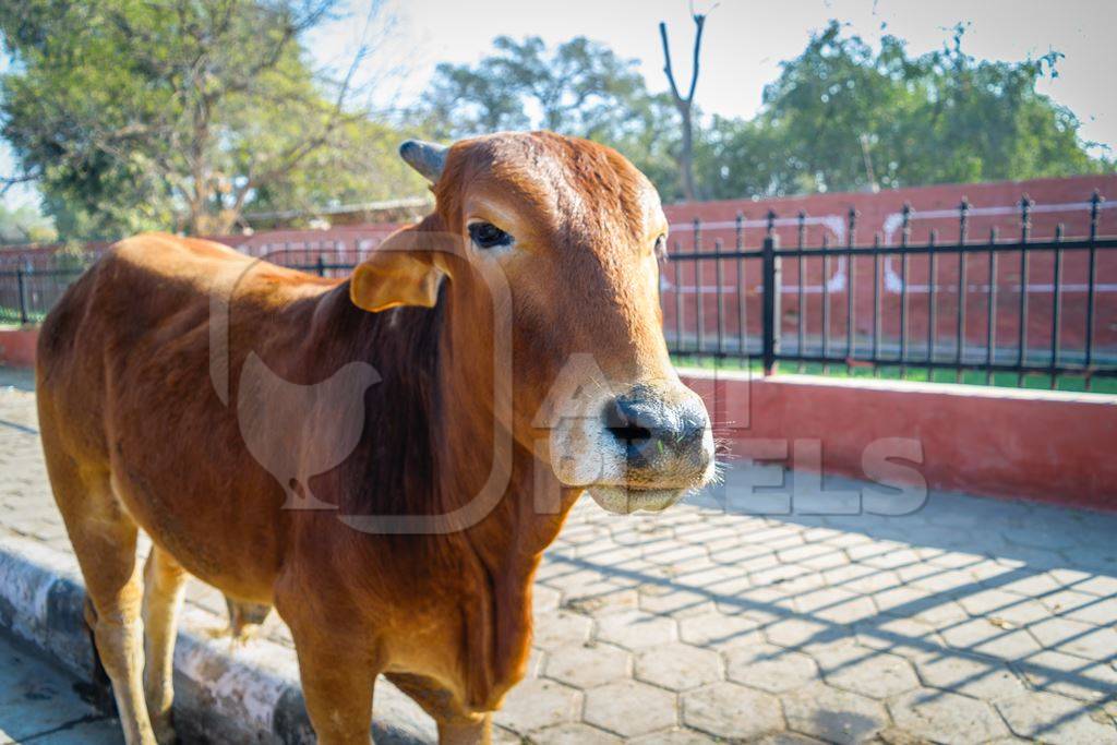 Street cows on street in Bikaner in Rajasthan