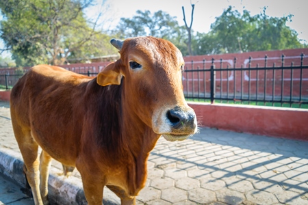 Street cows on street in Bikaner in Rajasthan