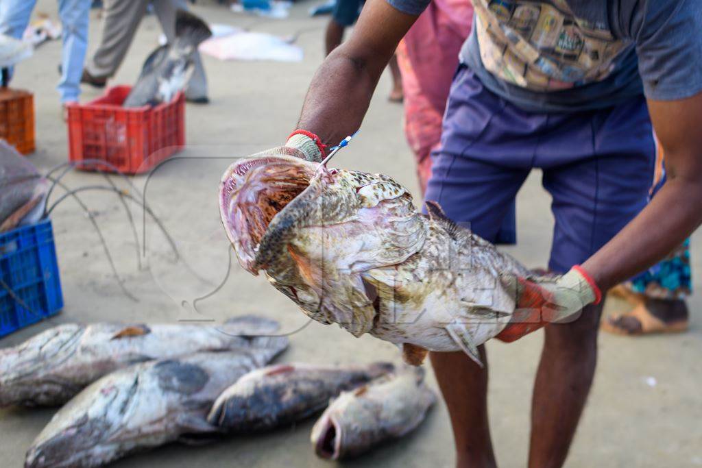 Man handling dead Indian grouper or reefcod fish at Malvan fish market on beach in Malvan, Maharashtra, India, 2022