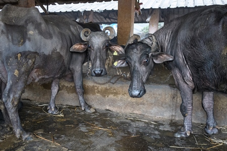 Two farmed Indian buffaloes chained up on an urban dairy farm or tabela, Aarey milk colony, Mumbai, India, 2023