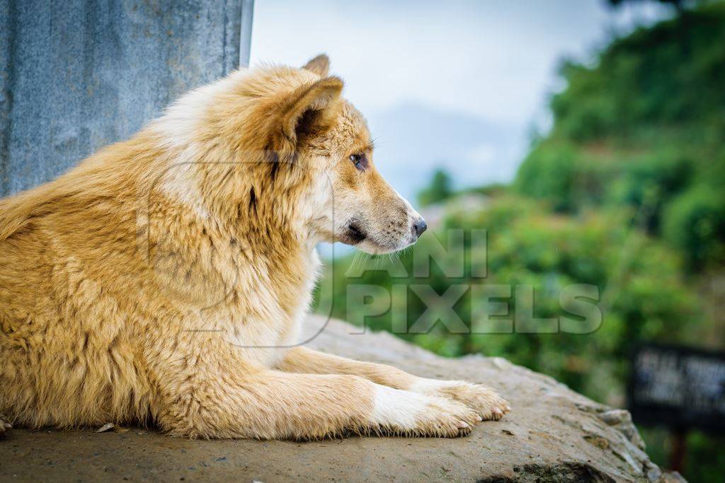 Fluffy stray street dog in rural village