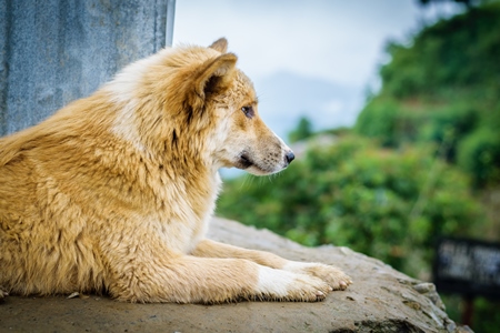 Fluffy stray street dog in rural village