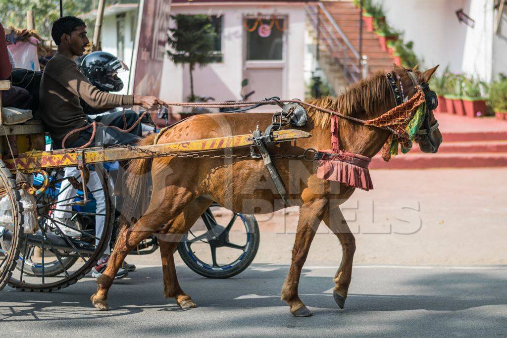 Brown working pony pulling cart in Bihar