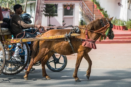 Brown working pony pulling cart in Bihar