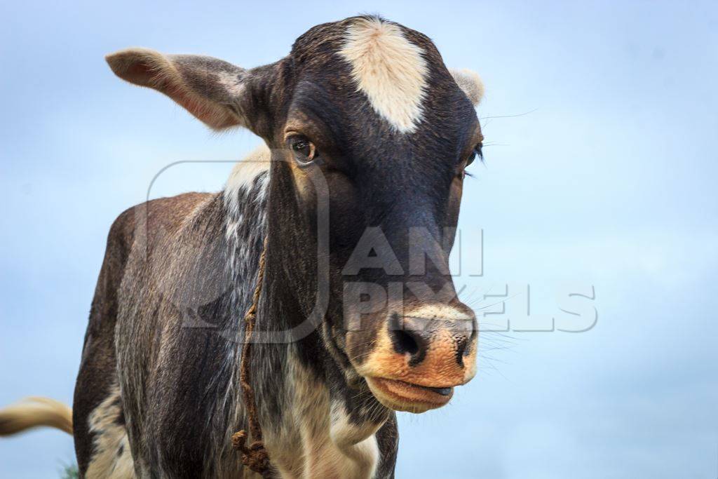 Dairy cow tied up in a field next to an urban dairy in Maharashtra