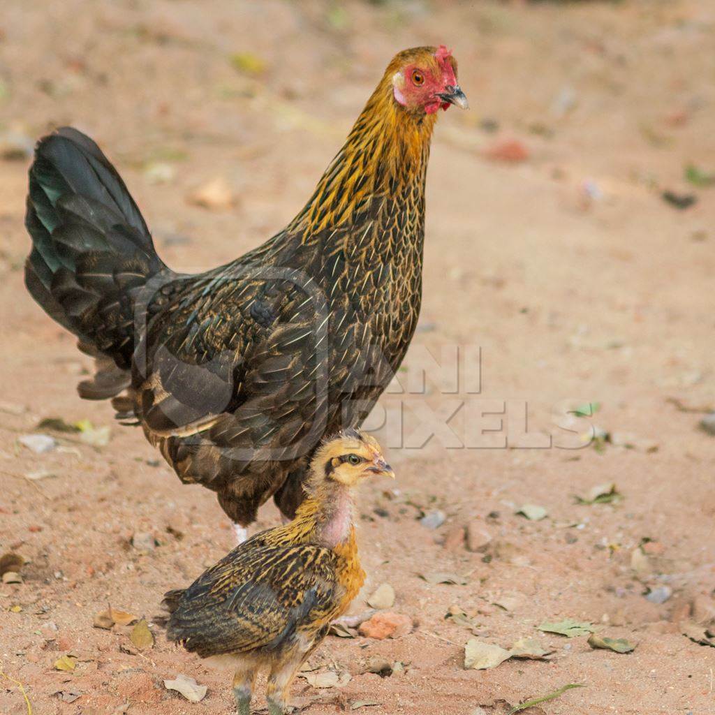 Mother chicken or hen with chick in a village in rural Bihar, India
