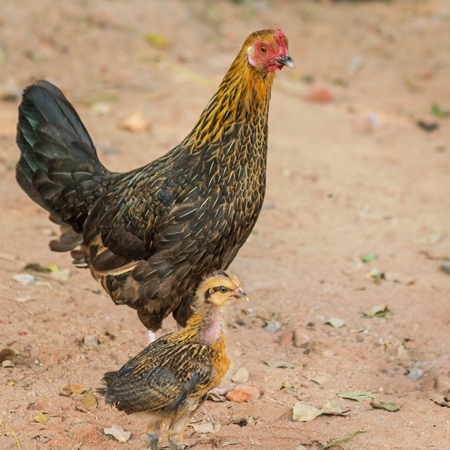 Mother chicken or hen with chick in a village in rural Bihar, India