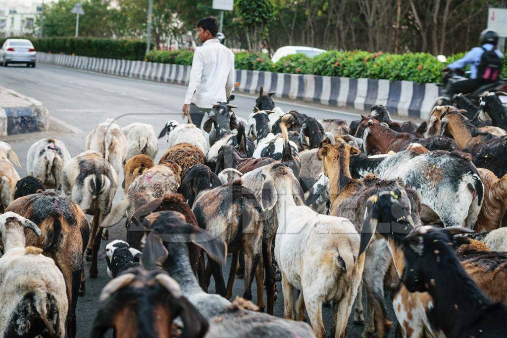 Herd of goats and sheep being led by farmer in an urban city street