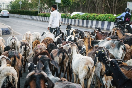 Herd of goats and sheep being led by farmer in an urban city street