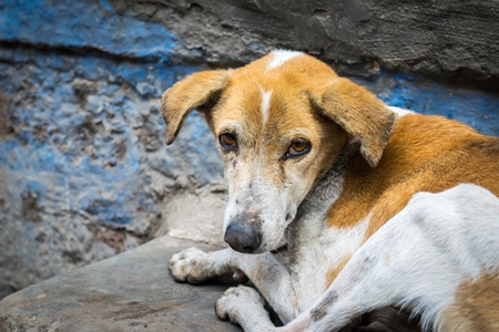 Stray street dog lying on road with blue wall background in urban city of Jodhpur