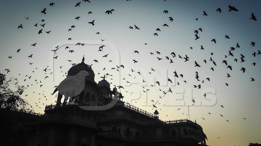 Flock of birds flying over monument at dusk