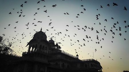 Flock of birds flying over monument at dusk