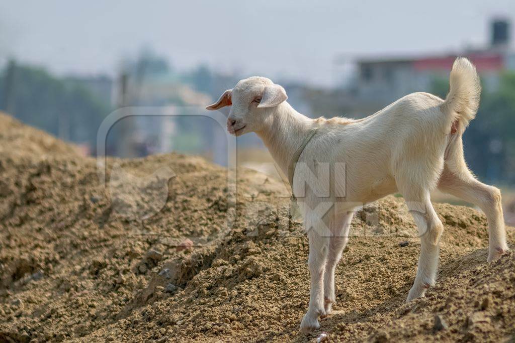 Photo of cute baby goat on wasteground in village in rural Bihar