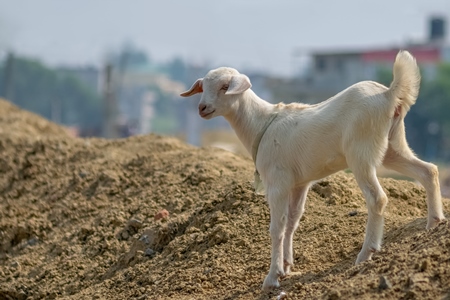 Photo of cute baby goat on wasteground in village in rural Bihar