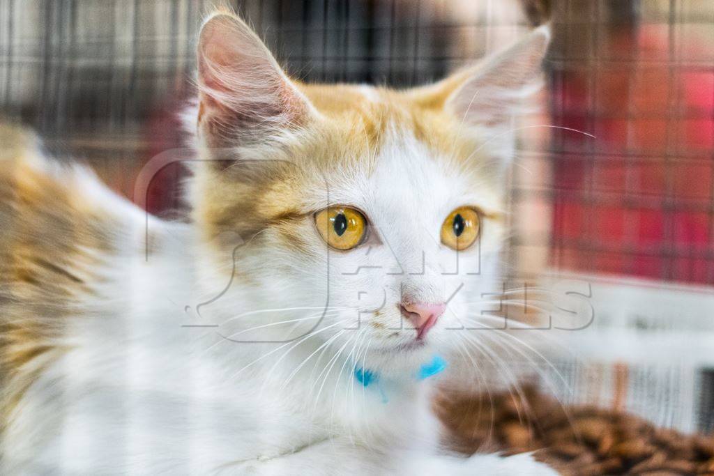 Cat with orange eyes in cage at adoption camp