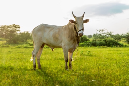 Indian cow or bullock in green field with blue sky background in Maharashtra in India