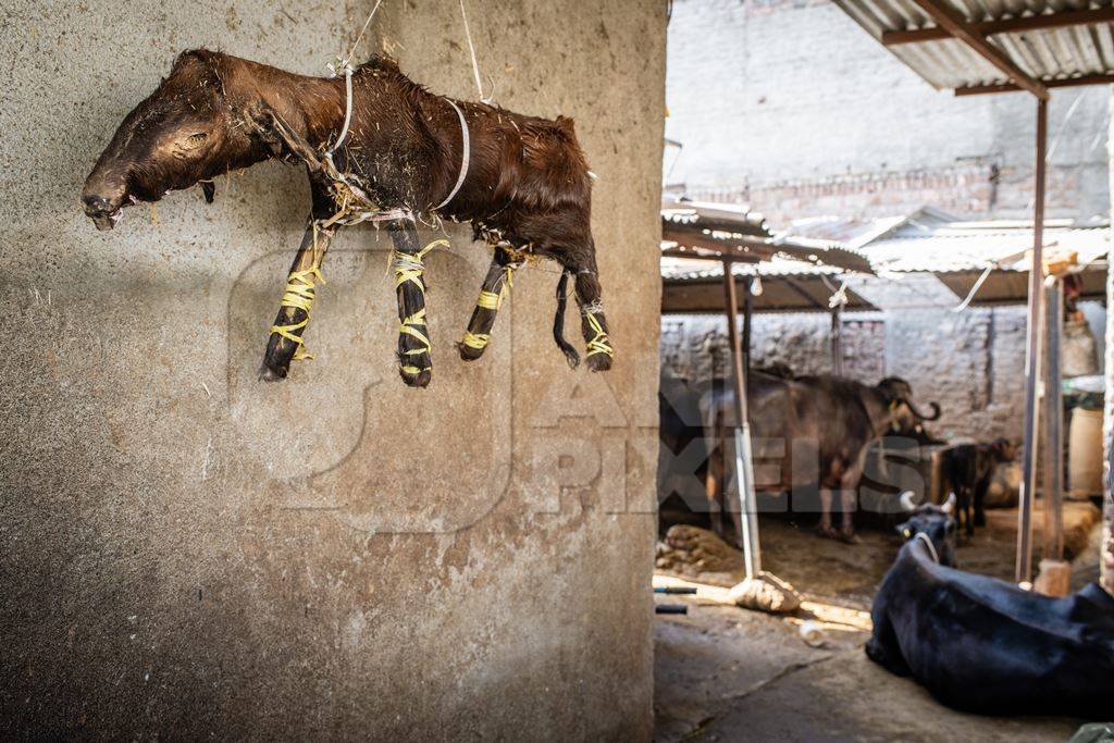 A stuffed dead calf or Khaal Baccha hanging on a wall in an urban dairy or tabela, Pune, India, 2024
