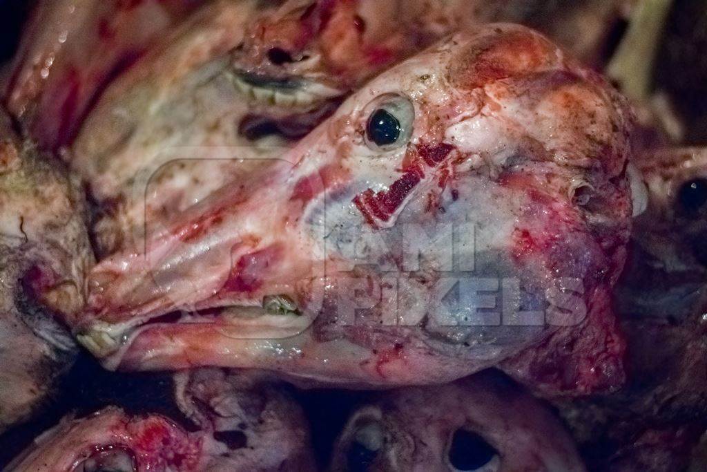 Head of skinned buffalo at Crawford meat market in Mumbai