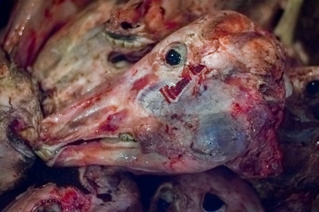 Head of skinned buffalo at Crawford meat market in Mumbai