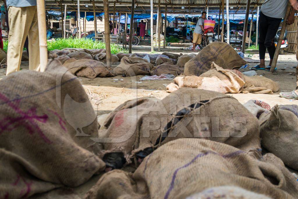 Pigs tied up in sacks and on sale for meat at the weekly animal market