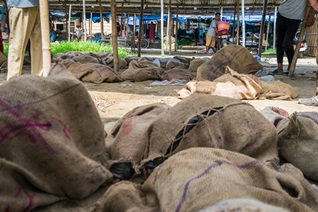 Pigs tied up in sacks and on sale for meat at the weekly animal market