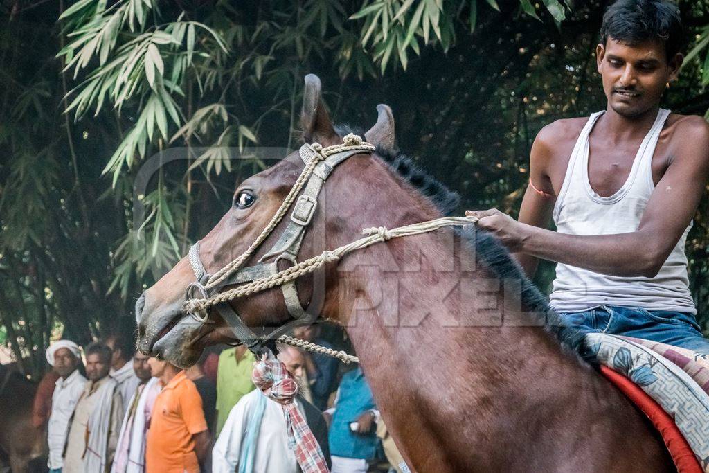 Head of brown horse being ridden in a horse race at Sonepur horse fair