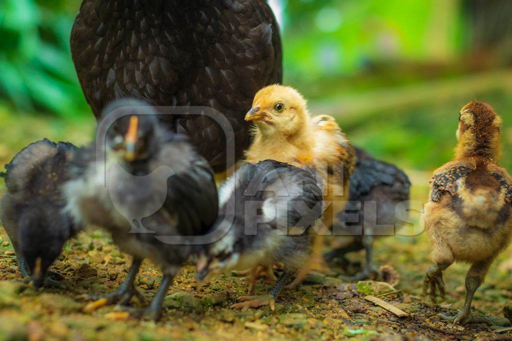 Indian hen with chicks in a rural village in Nagaland, India, 2018