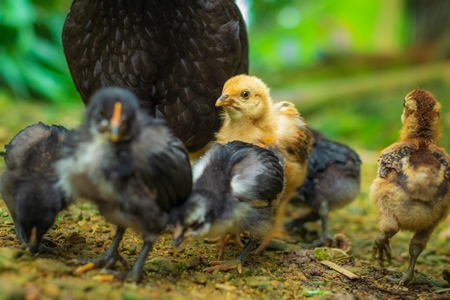 Indian hen with chicks in a rural village in Nagaland, India, 2018