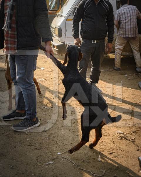 Indian goats being dragged at the Ghazipur bakra mandi, Ghazipur, Delhi, India, 2022