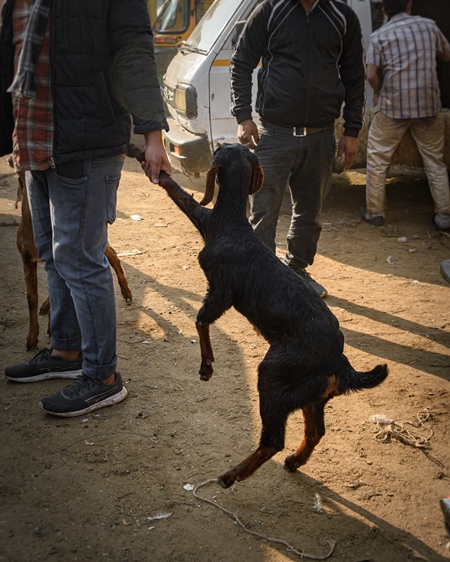 Indian goats being dragged at the Ghazipur bakra mandi, Ghazipur, Delhi, India, 2022