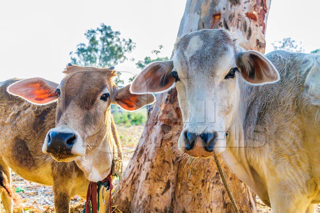 Farmed Indian cows tied up on a dairy farm in a rural village, India, 2016