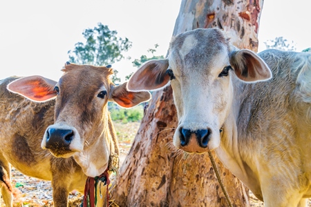 Farmed Indian cows tied up on a dairy farm in a rural village, India, 2016