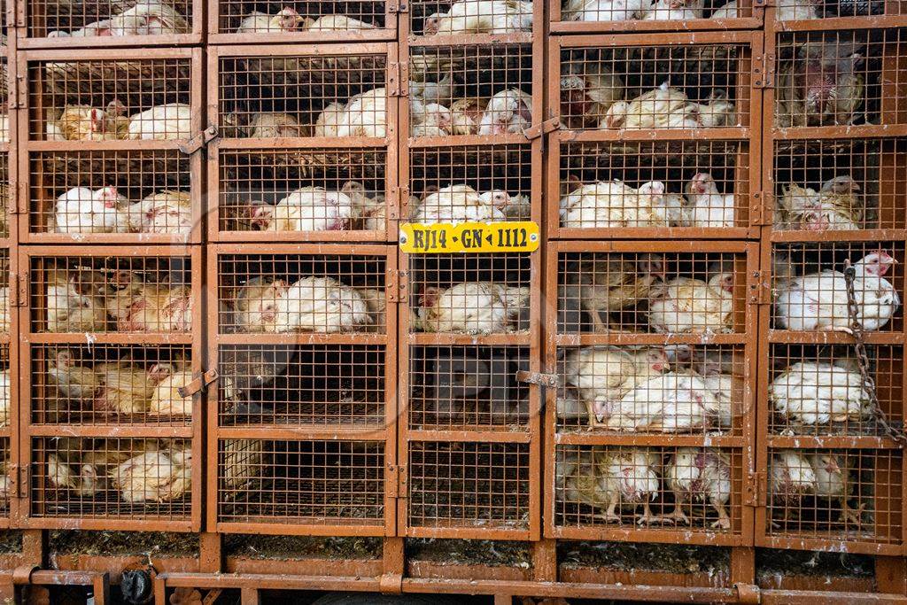 Indian broiler chickens thrown from a transport truck into smaller cages at a small chicken poultry market in Jaipur, India, 2022