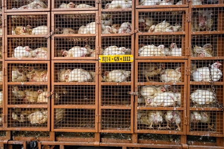 Indian broiler chickens thrown from a transport truck into smaller cages at a small chicken poultry market in Jaipur, India, 2022