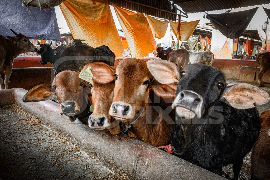 Indian cow calves in a gaushala, goshala or cow shelter that also sells dairy products, Ghazipur, Delhi, India, 2022