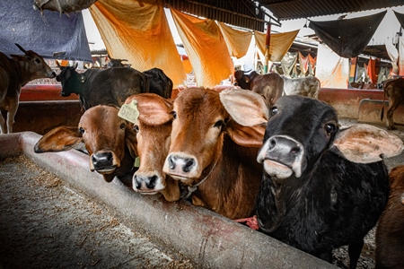 Indian cow calves in a gaushala, goshala or cow shelter that also sells dairy products, Ghazipur, Delhi, India, 2022