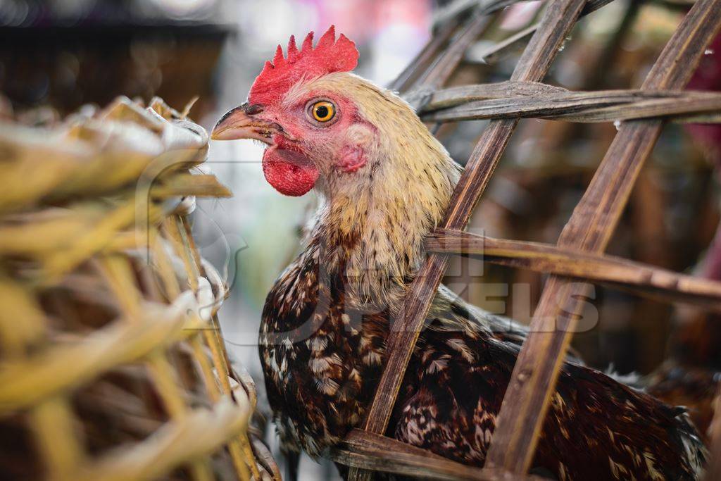 Chickens on sale in bamboo baskets at an animal market